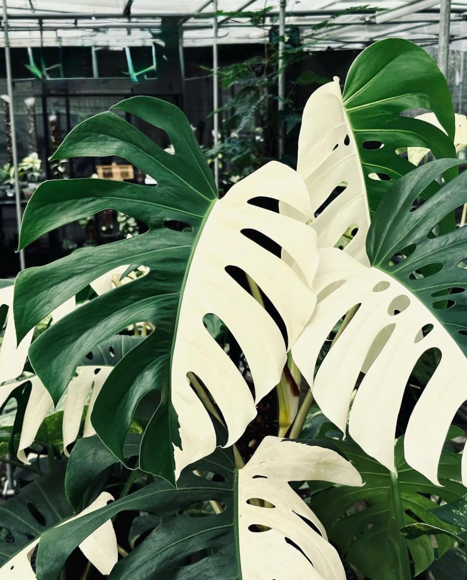 Variegated Monstera Borsigiana