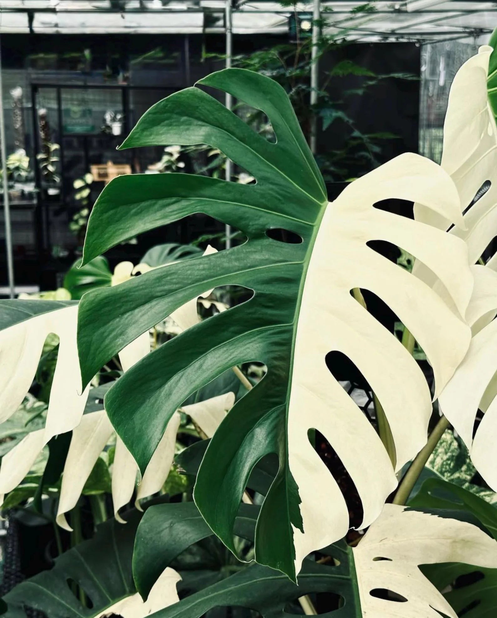 Variegated Monstera Borsigiana