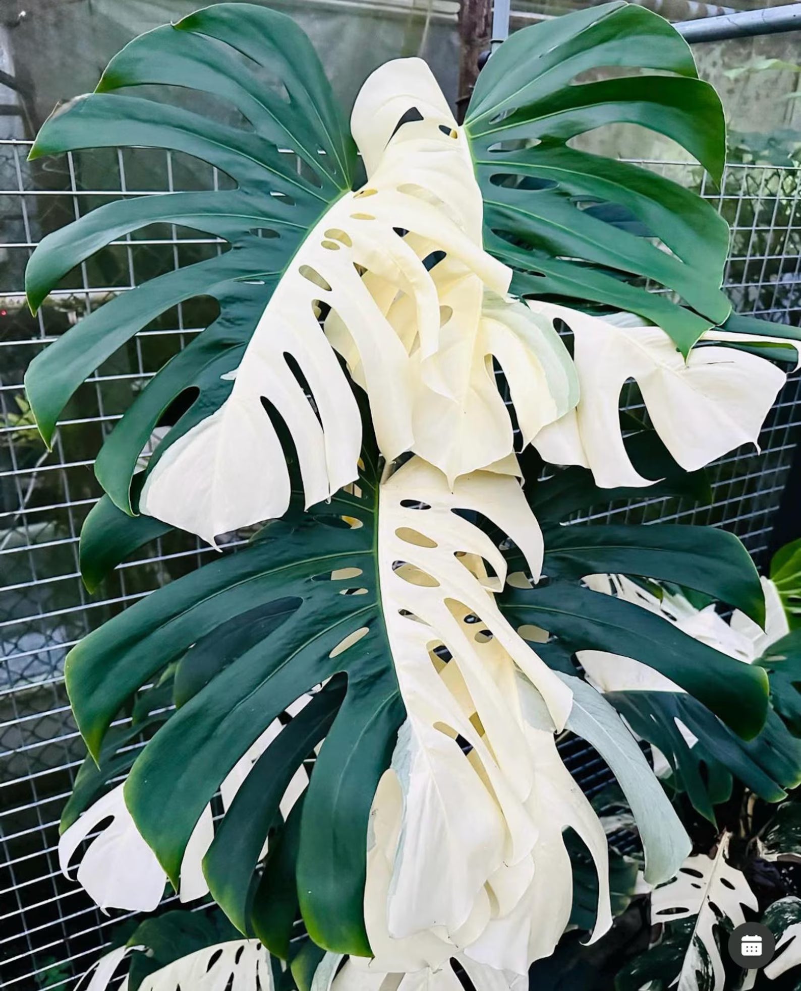 Variegated Monstera Borsigiana